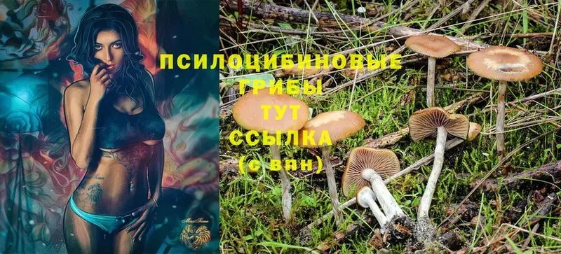 кракен рабочий сайт  Липки  Псилоцибиновые грибы Psilocybe 